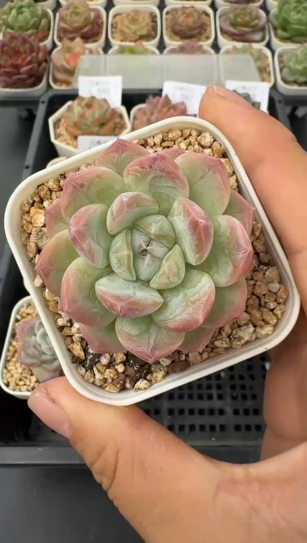 596L当天拍3颗包柚 带盆土纸巾打包 云禹花卉 珍妮多肉植物