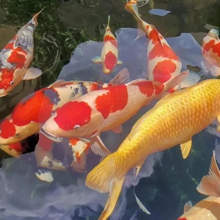 京东包邮精品锦鲤观赏鱼