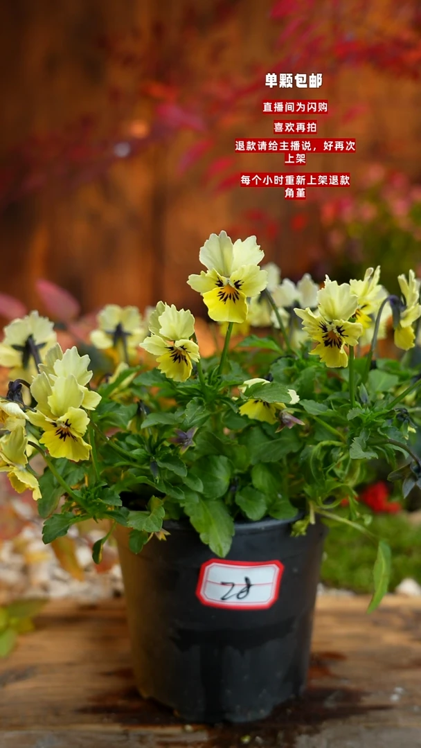 全部花朵哈*塔000000028