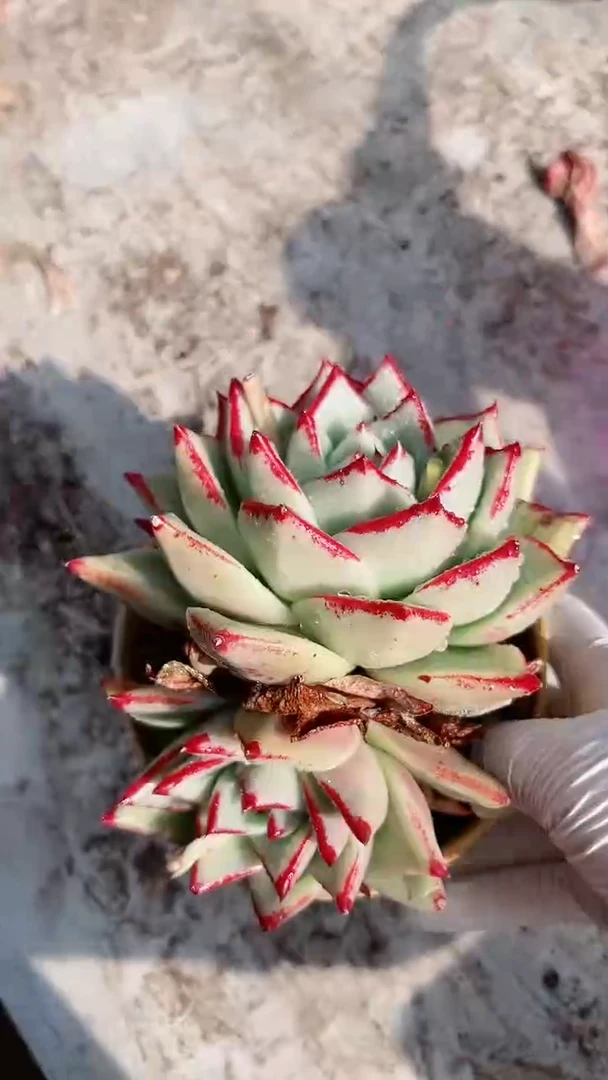 【闪购商品】13279