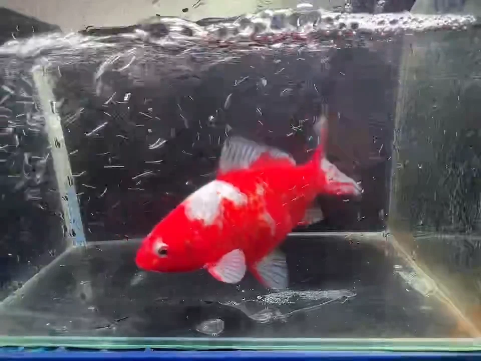 金鱼短尾草金鱼链接91