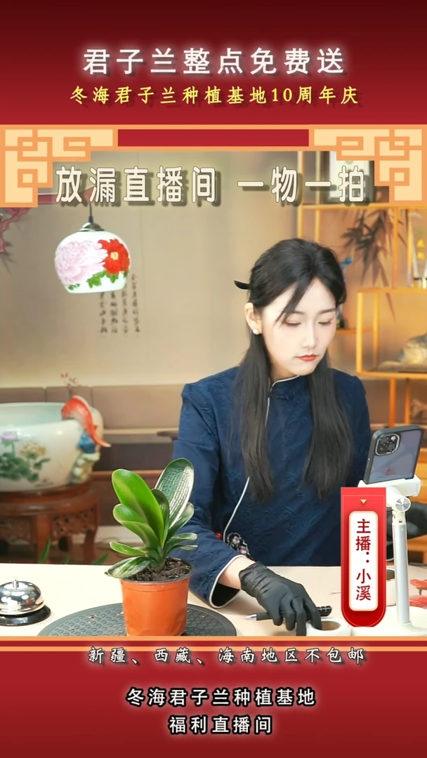 当前无花朵，栽培后可花朵无*君子兰