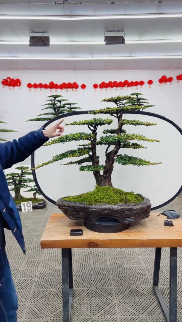 【闪购商品】盆景盆景