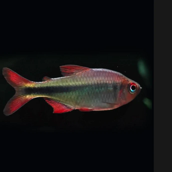 紫罗兰魔鬼 灯科鱼