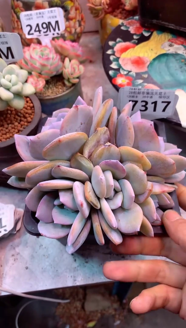 韩版奶茶5头 7317