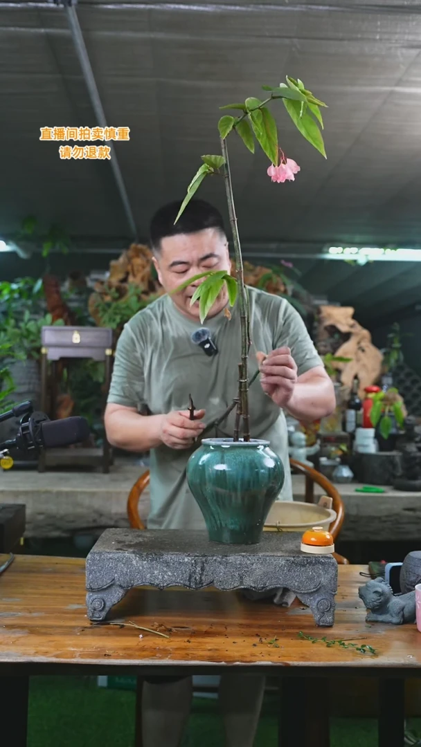 当前无花栽培后可以开花海棠133+