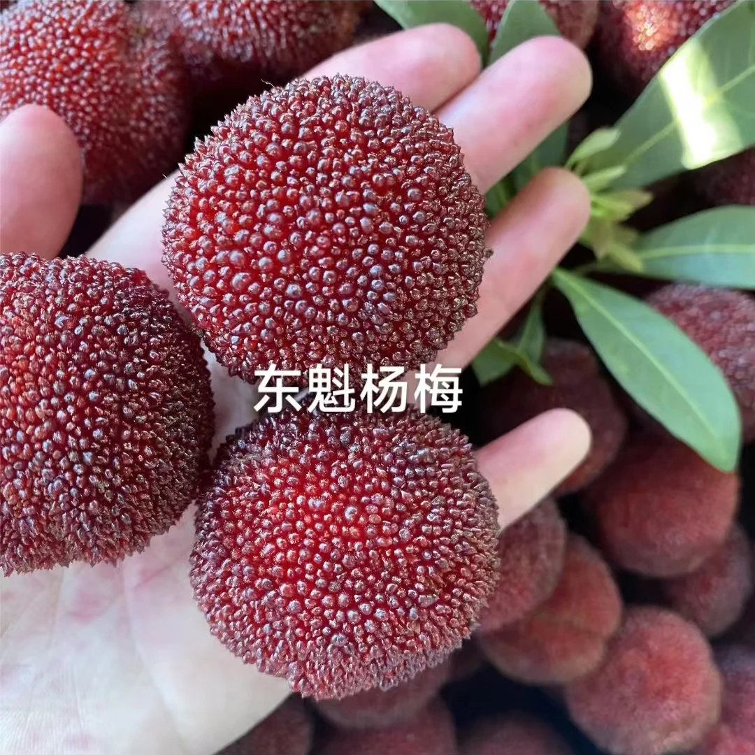 正宗嫁接精品杨梅苗盆栽地载南北方种植四季常青易成活2年树苗