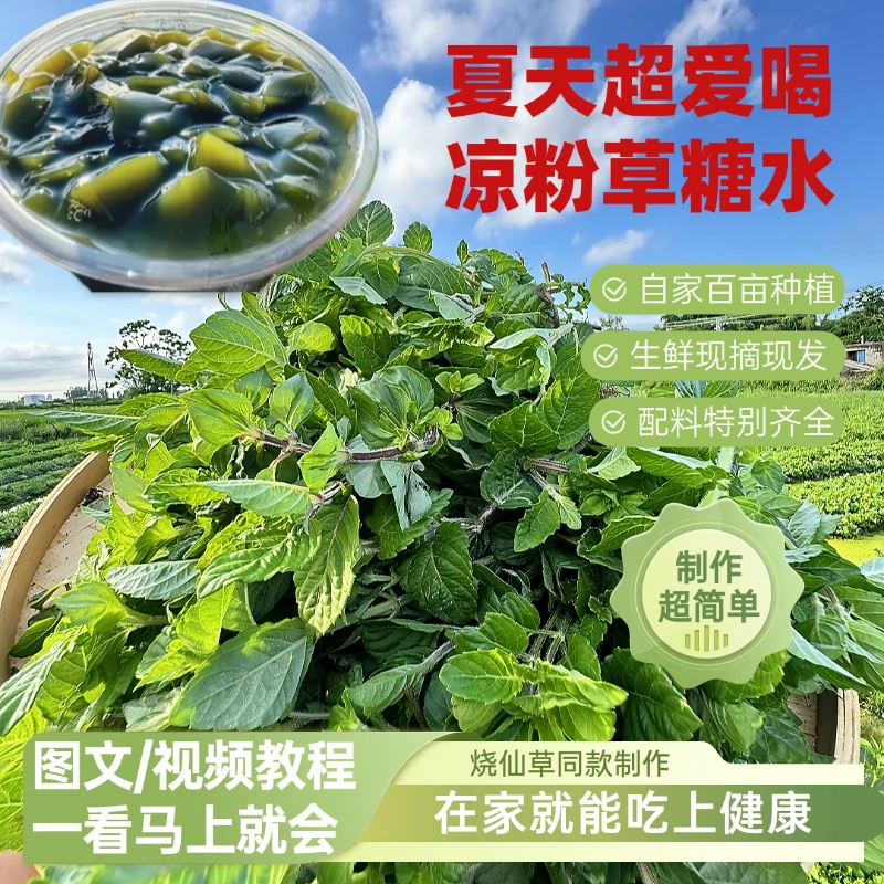 【广东特产】化州凉粉草现摘现发制作方法包邮到家
