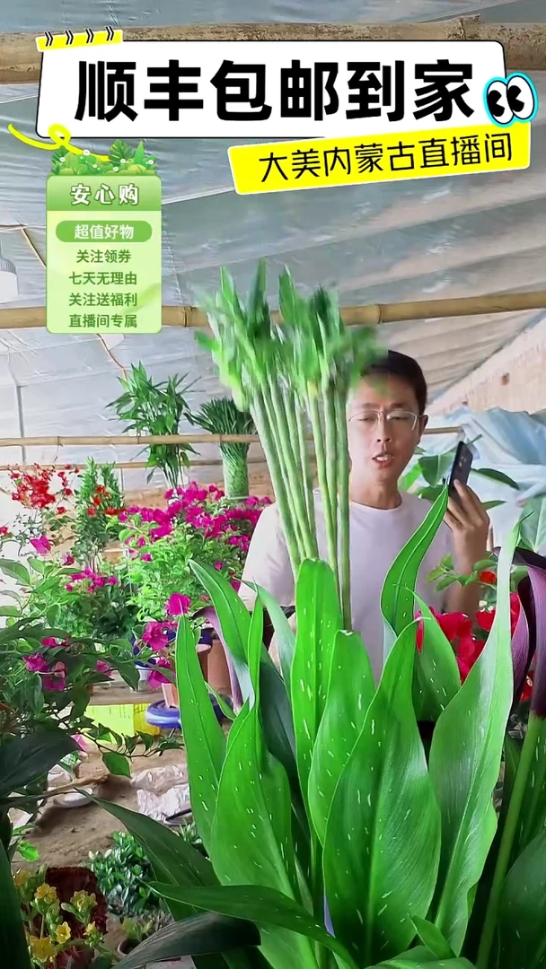 完全开放带根立竹