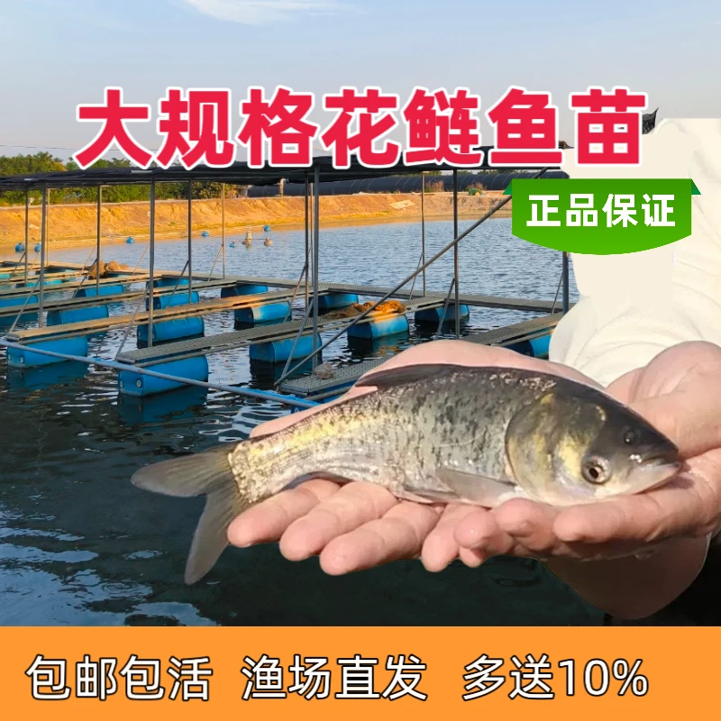 淡水养殖花鲢鱼大头鱼鳙鱼雄鱼耐活好养观赏草鱼苗