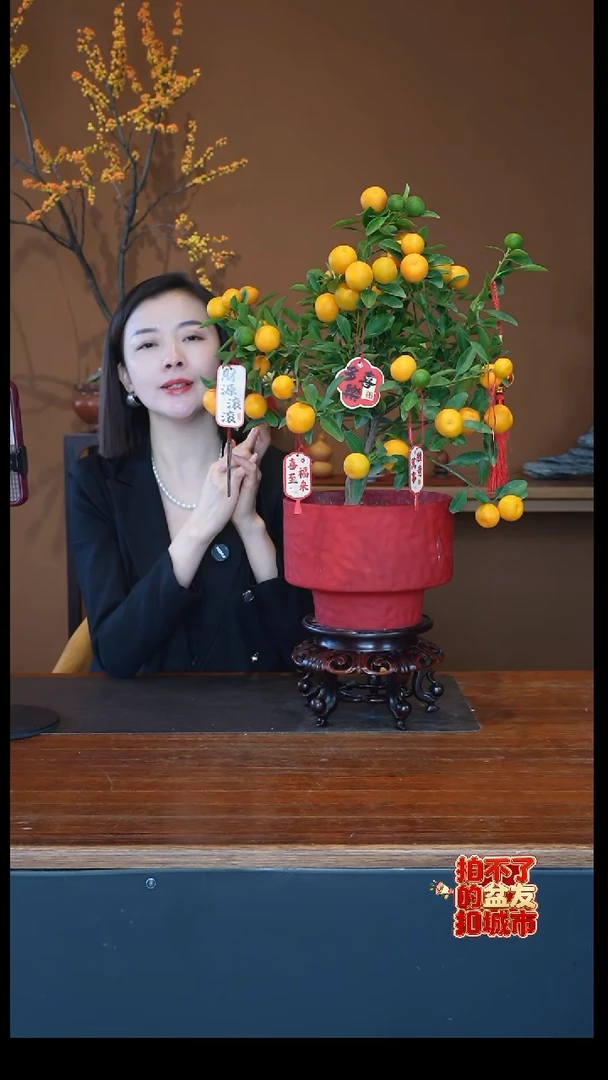 全部花朵小金橘盆景盆景