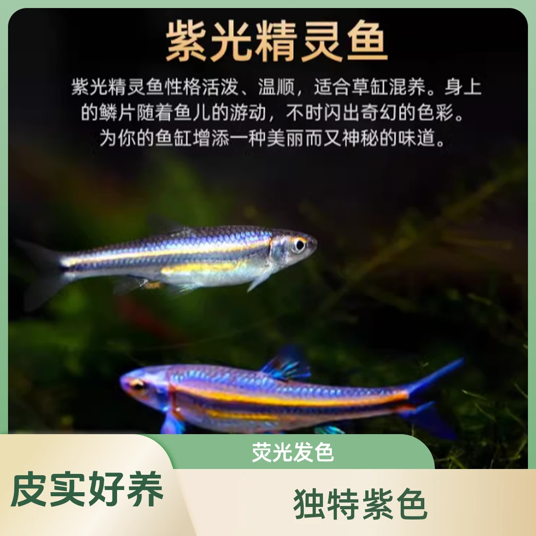 紫光精灵鱼皮实好养不加温冷水鱼非青锵鱼白云金丝鳑鲏鱼