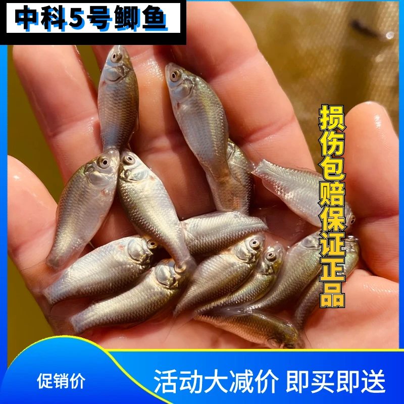 鲫鱼中科良种鲫鱼淡水鲫鱼活体宠物鱼养鱼观赏鱼苗鲫鱼中科鲫鱼
