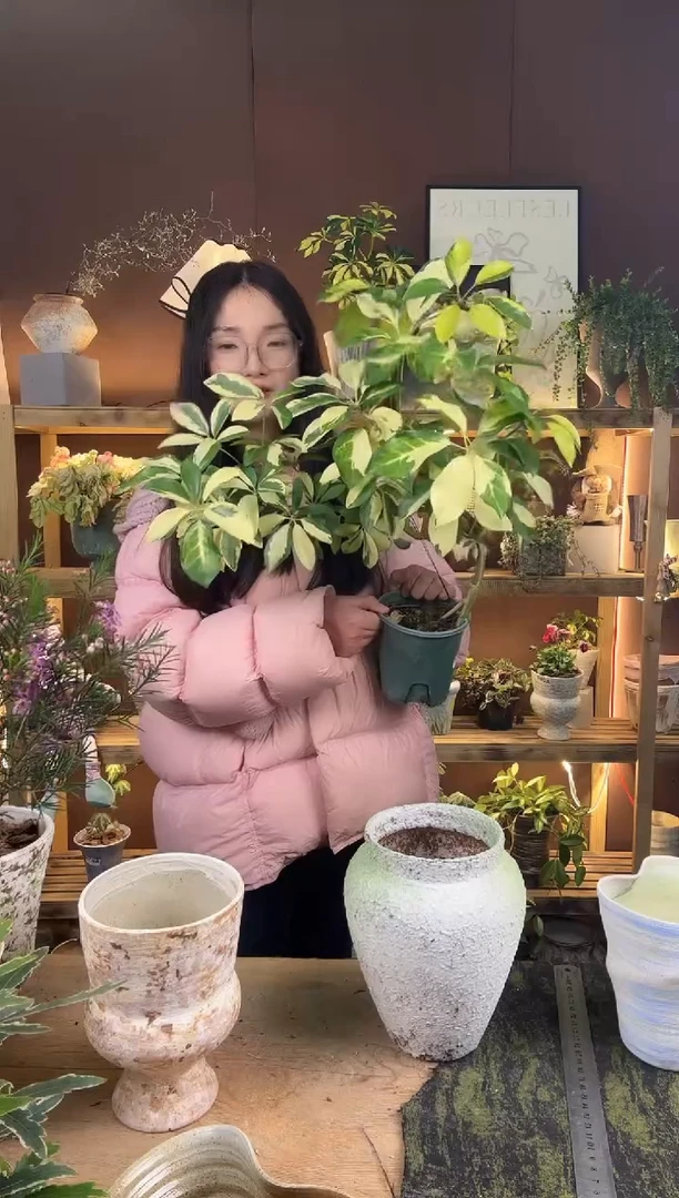 以实际为准067大叶花鸭育苗盆