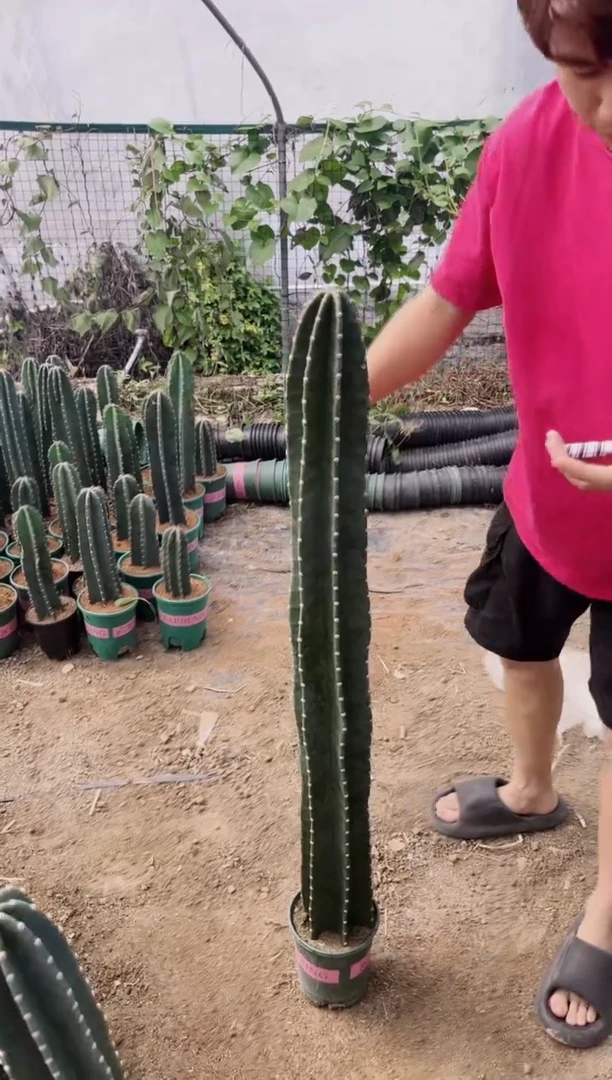 【带根】100cm 量天尺 不指定带花苞