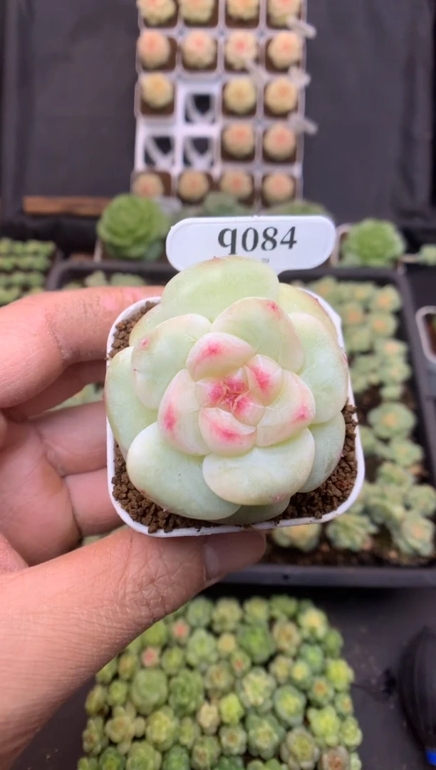 q084 孤品糖心 脱土发 26