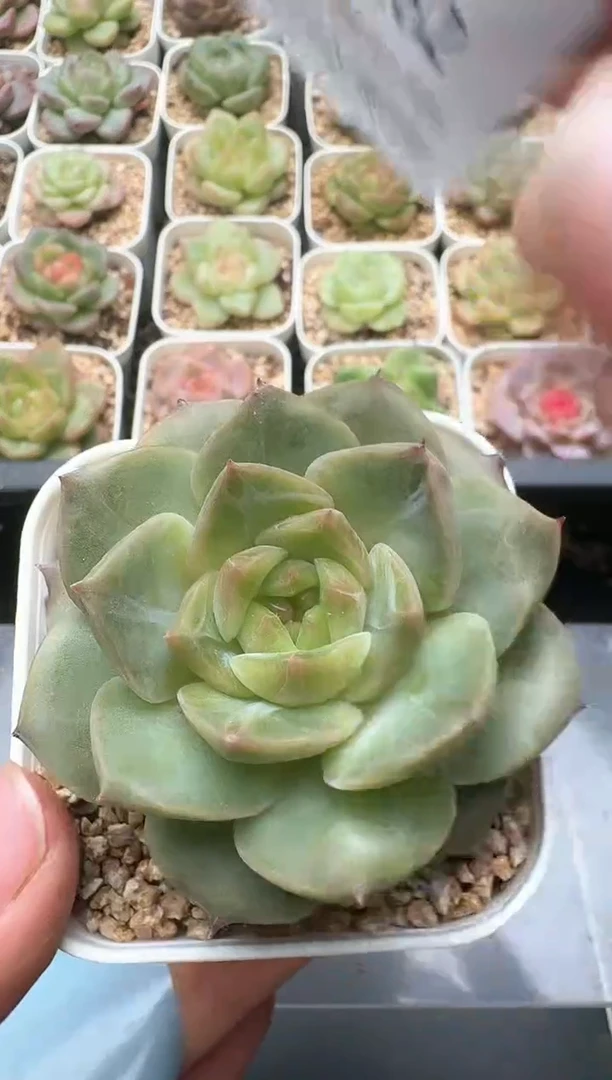 282D云禹多肉植物 带盆土纸巾打包 3颗包邮