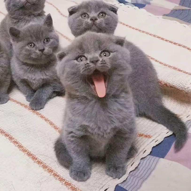 （坤坤）银渐层英短蓝猫幼猫等多品种宠物猫活体