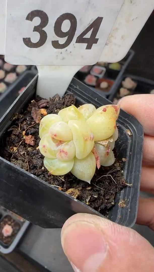 【闪购商品】一物一拍0216—394