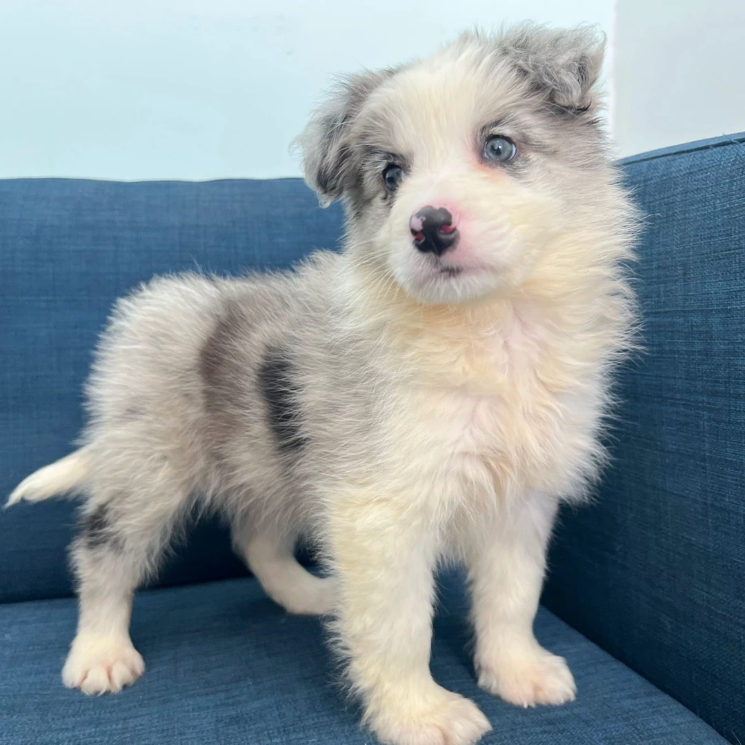 月饼-蓝陨石色边牧边境牧羊犬幼犬弟弟