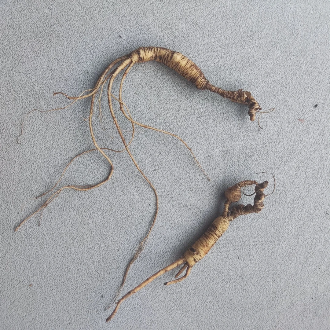 长白山鲜人参野播籽（微瑕）