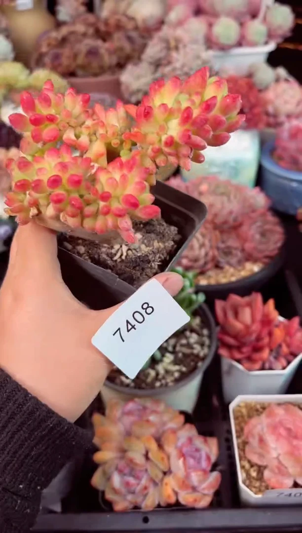 【闪购商品】7408乙女下缀化多肉