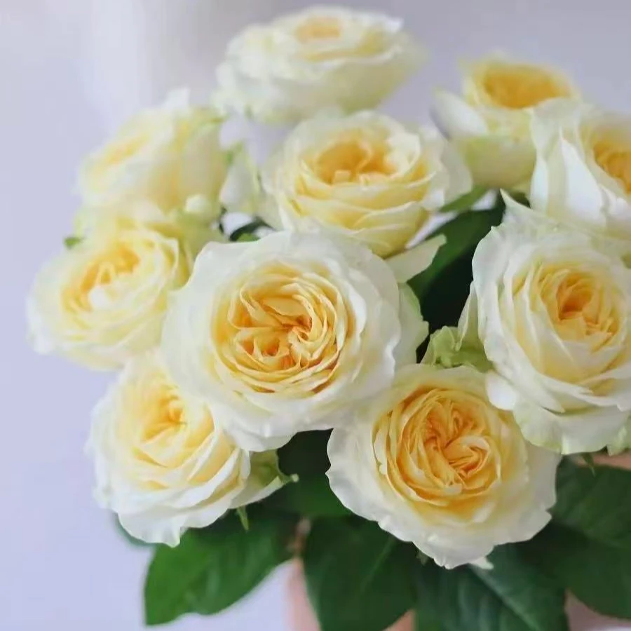 YZ【奶油杯玫瑰10支】