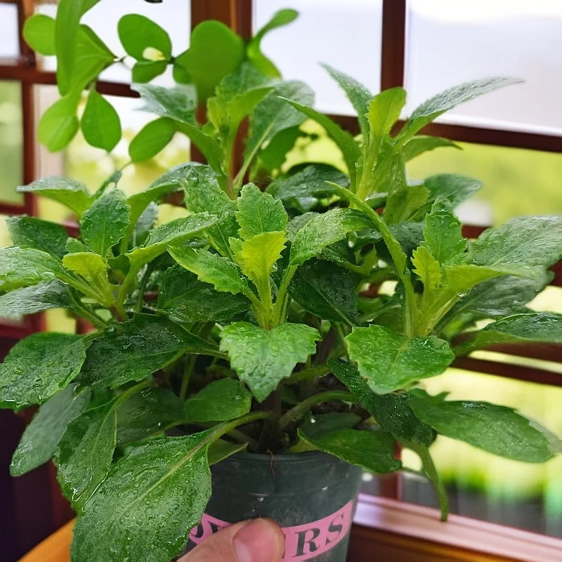 片仔癀草盆栽阳台绿植美观植物