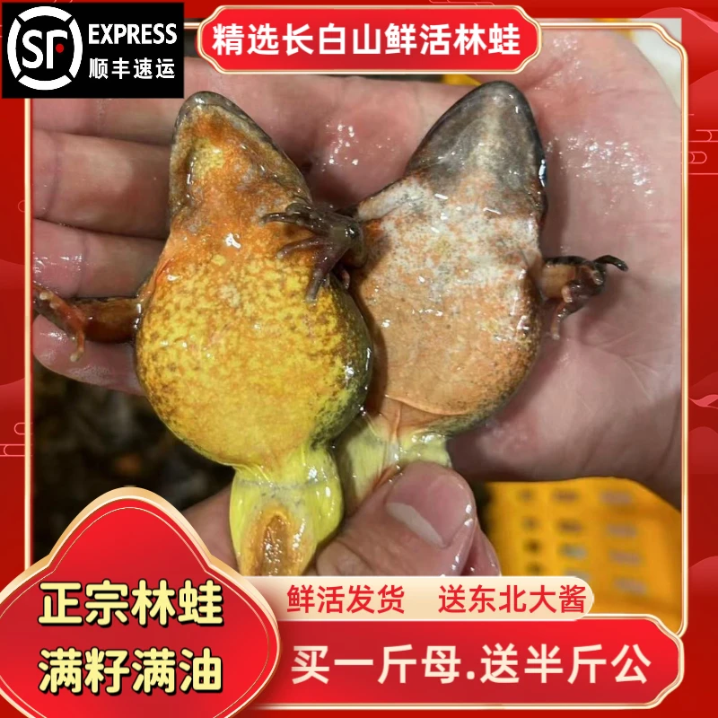 东北林蛙2（母）蛤蟆满籽满油【顺丰包邮】