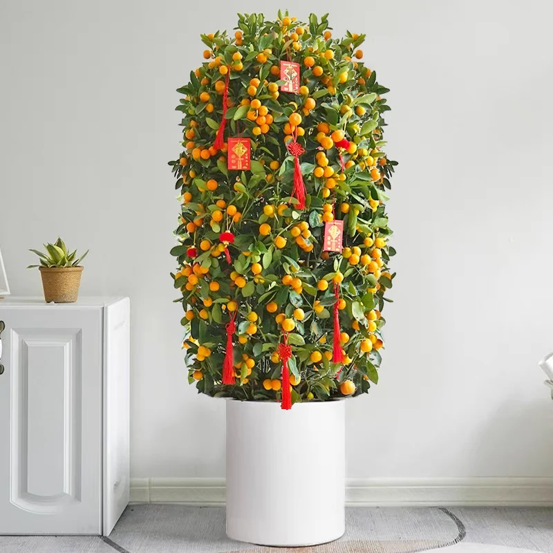 富贵竹笼开运竹新房办公室内绿植盆栽观叶植物