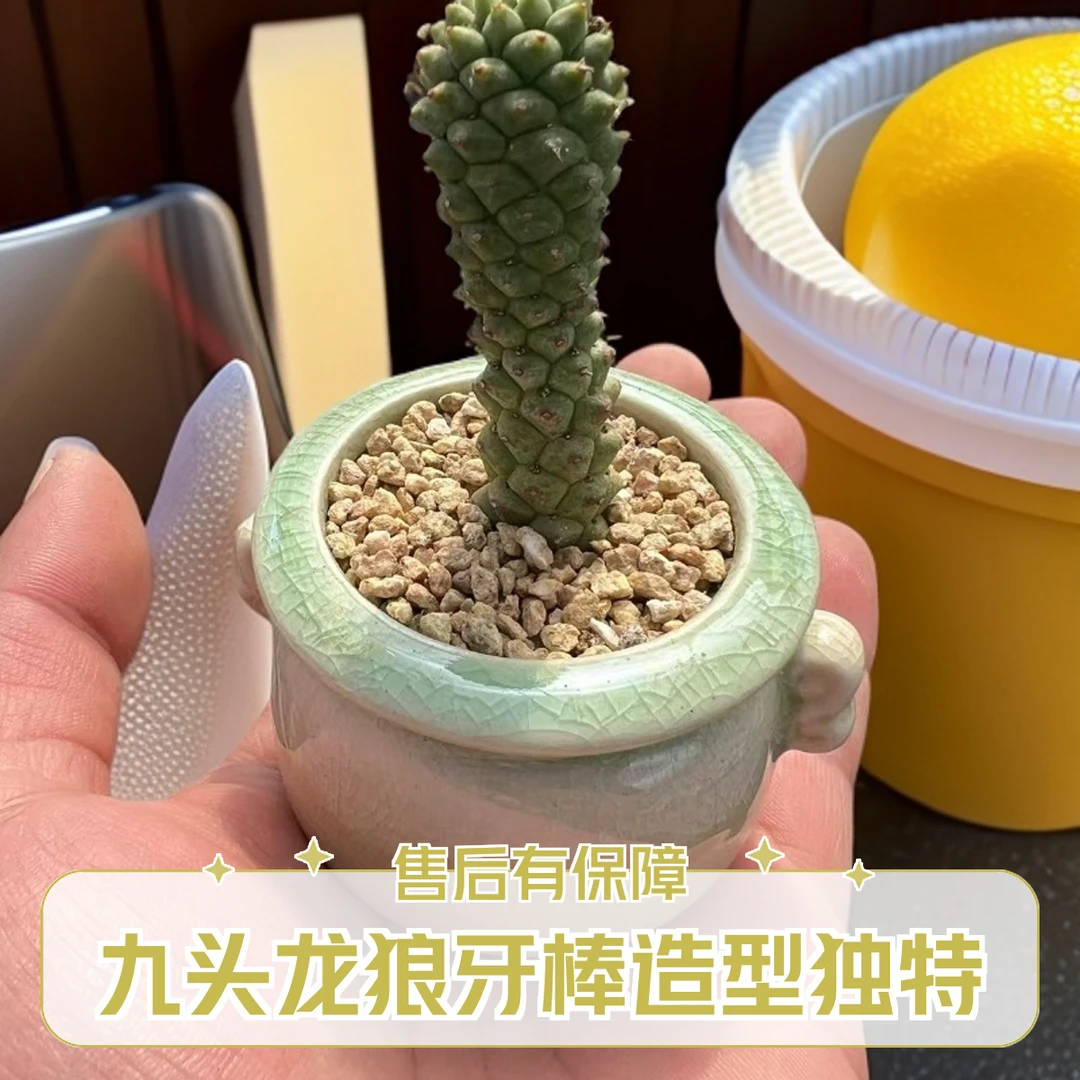 小老桩多肉植物j九头龙狼牙棒奇怪带陶瓷盆发货拇指迷你小多肉