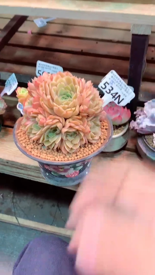 534N  (一物一拍实付满28发货，默认不带盆土）