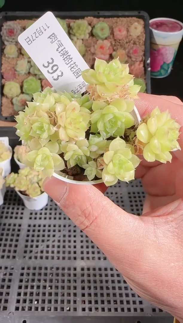1127-393群生不包整