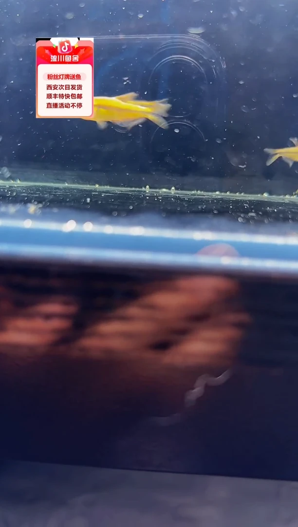 海水鱼南****房赤瞳柠檬魔鬼 浅运