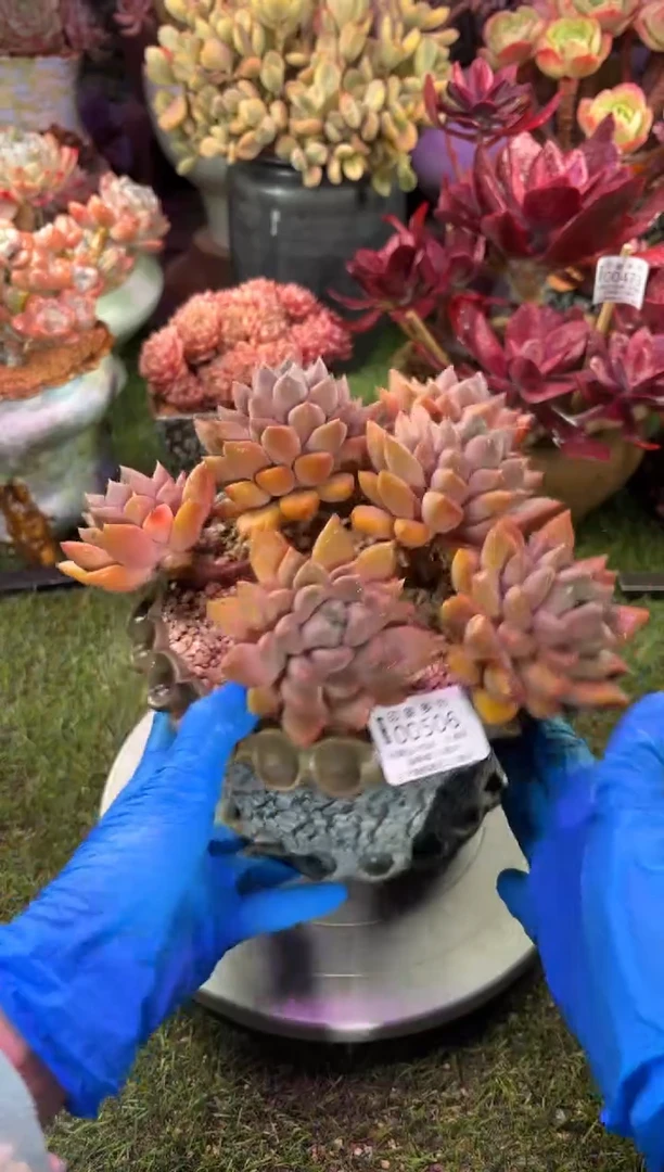 【闪购商品】00506