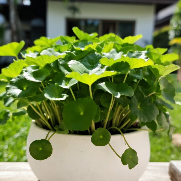 铜钱草水培土培办公室桌植物室内盆栽花卉常青绿植净化空气懒人