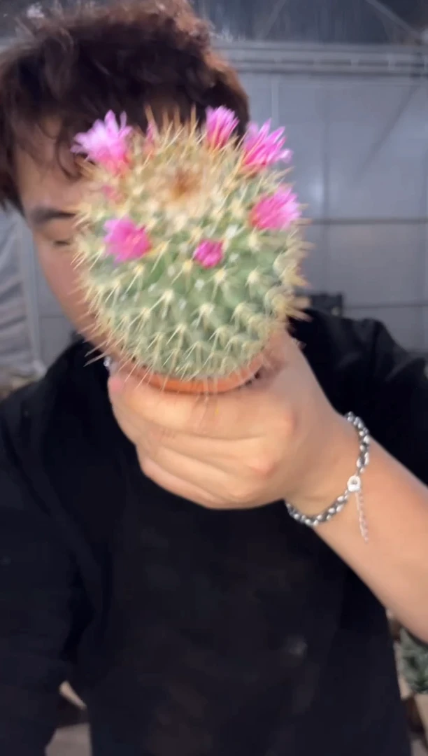 2颗 实生根 秀彩玉