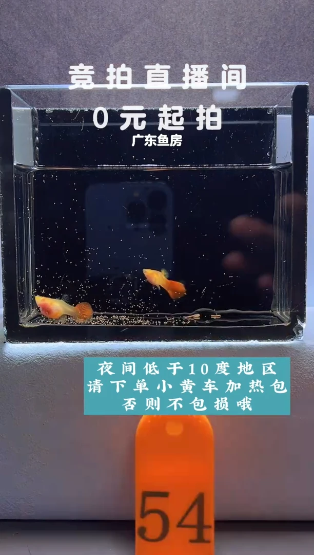 孔雀鱼琉璃玻璃白子一对编号54