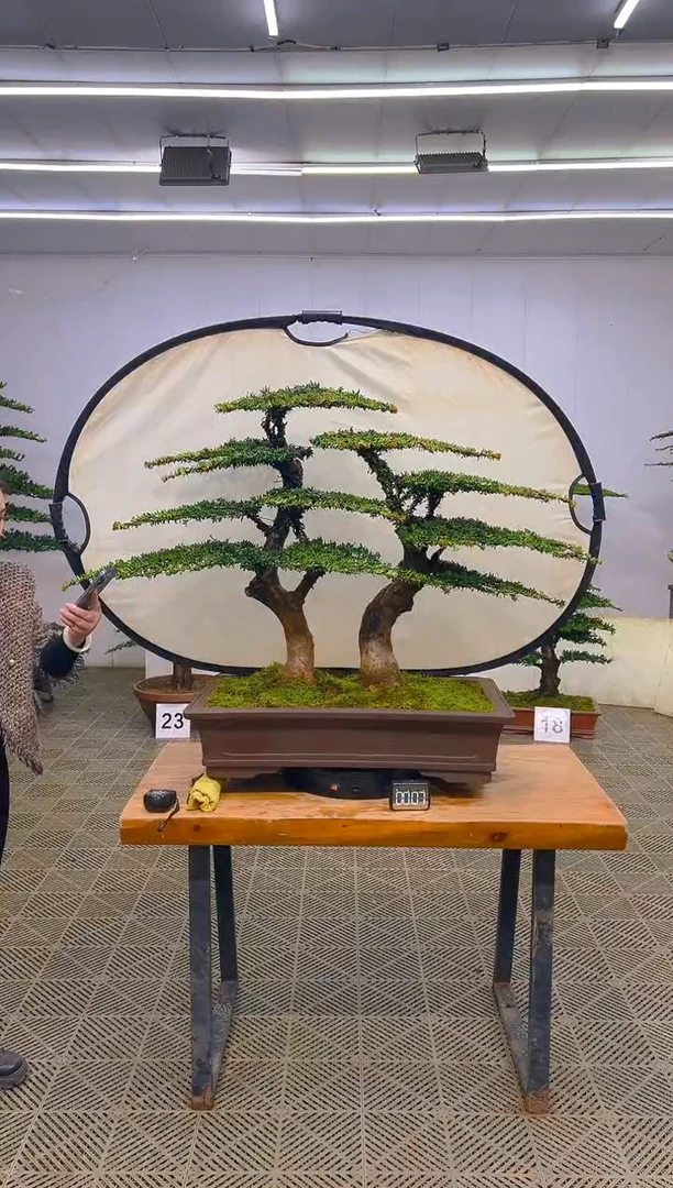 无花朵一物一拍一物一拍