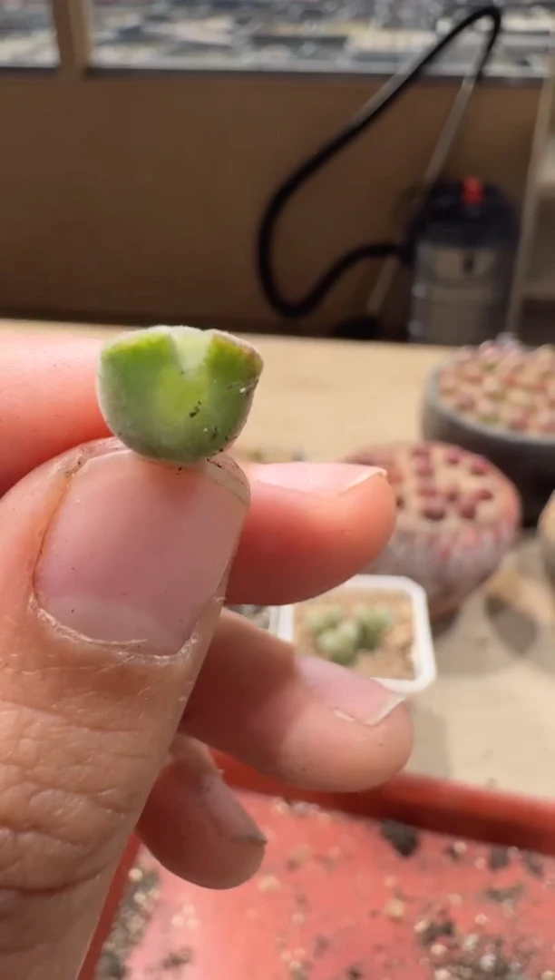 18-187多肉植物肉锥