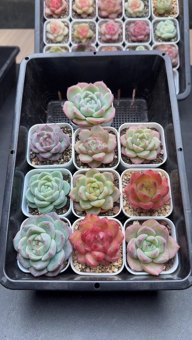 珍妮杂交多肉A526