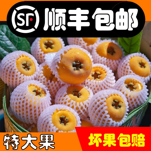 ☆☆☆【50-60g特大果】四川大凉山高山十年老树大五星枇杷