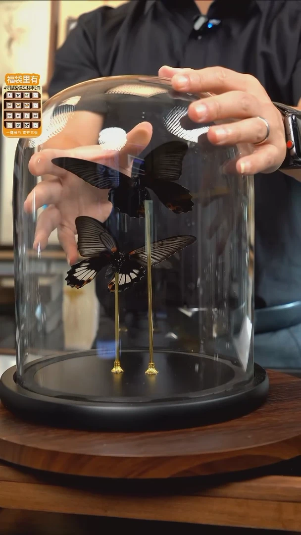 美凤蝶雌雄组合玻璃罩