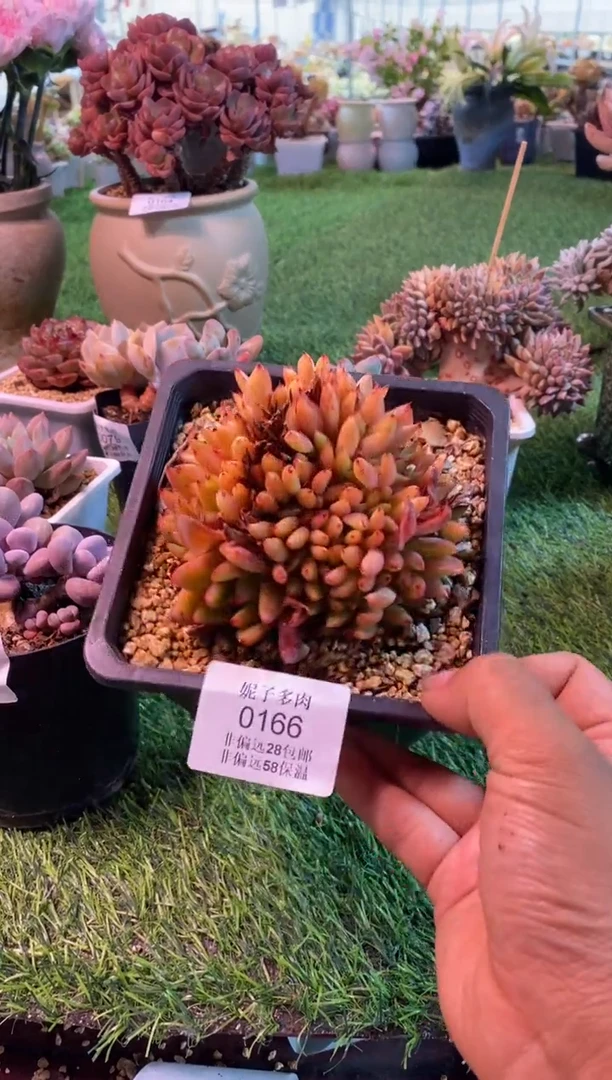 0166aa（满28包邮发货）