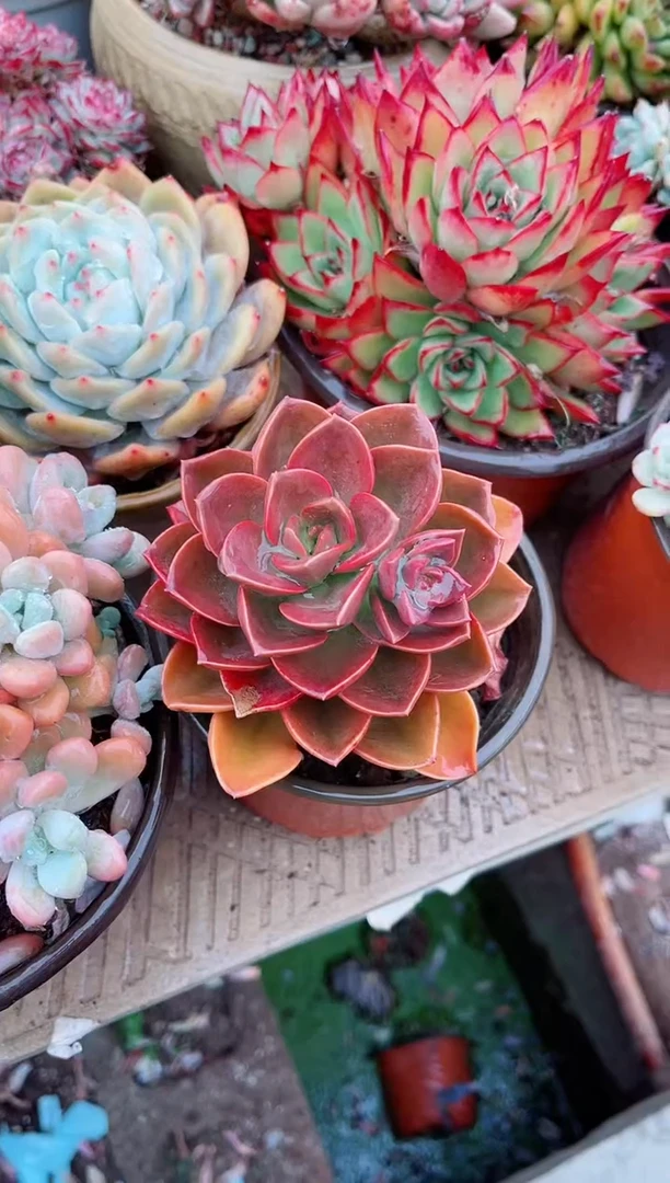 【闪购商品】03554