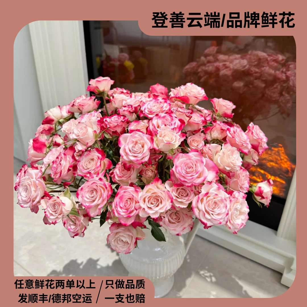 【折射】精选粉色折射多头玫瑰家居摆放插花云南鲜花优质鲜切花