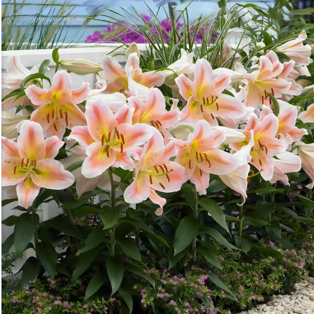 1颗百合种球【鲑鱼派对18-20】O 东方百合系列（一颗包邮）