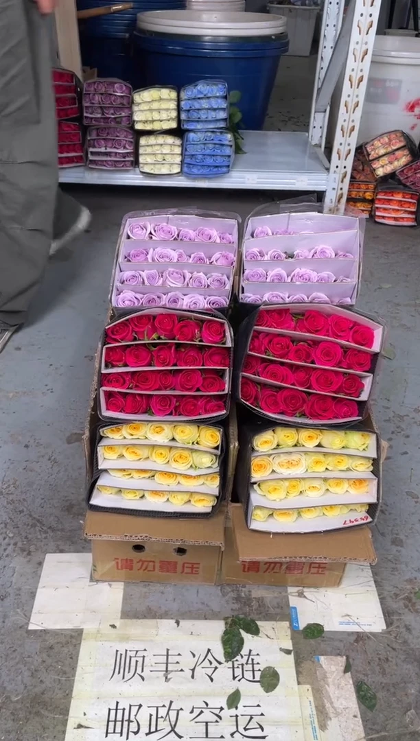 奶油杯20枝+高盛20枝+海洋之歌20枝