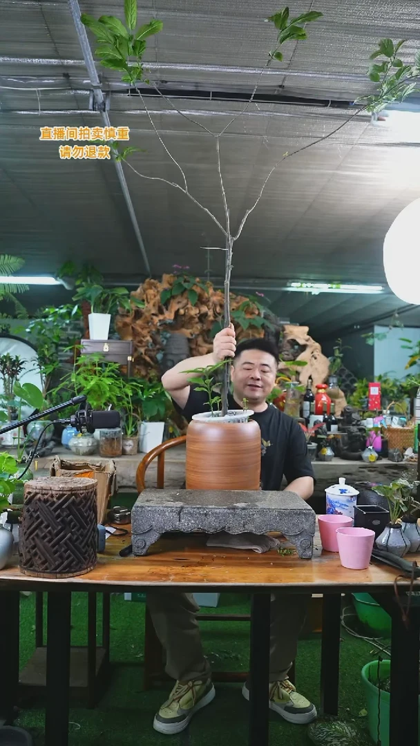 当前无花栽培后可以开花落地垂丝茉莉瓷器瓶581+