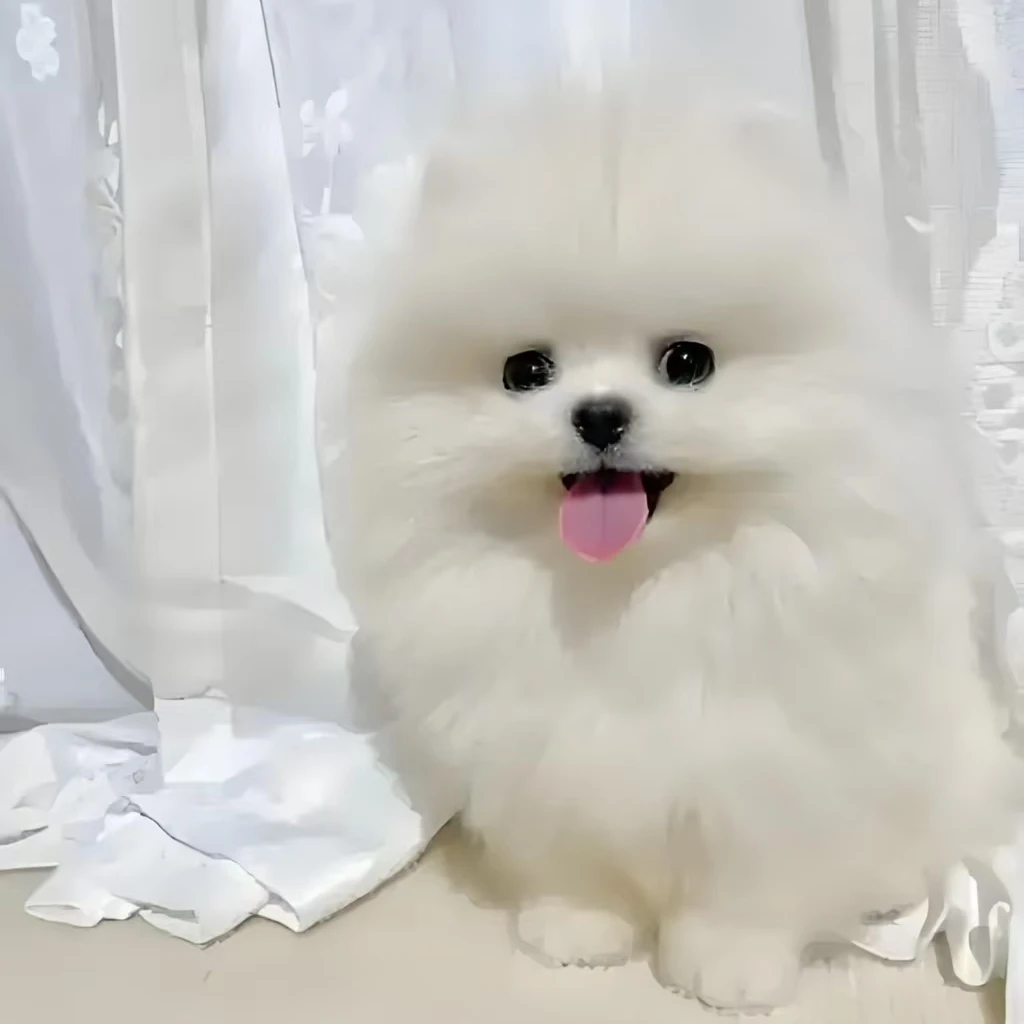 小火花甜美博美犬
